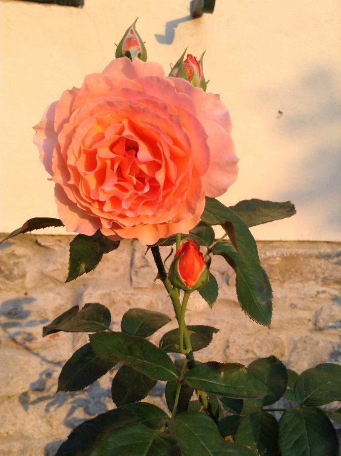 Fiesole In Giardino B&B Εξωτερικό φωτογραφία