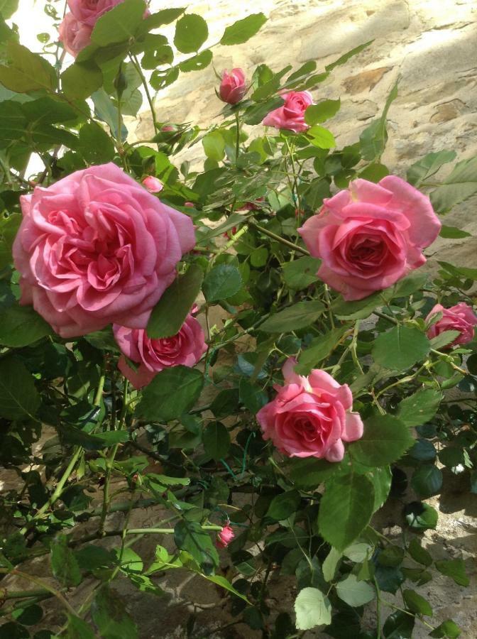 Fiesole In Giardino B&B Εξωτερικό φωτογραφία